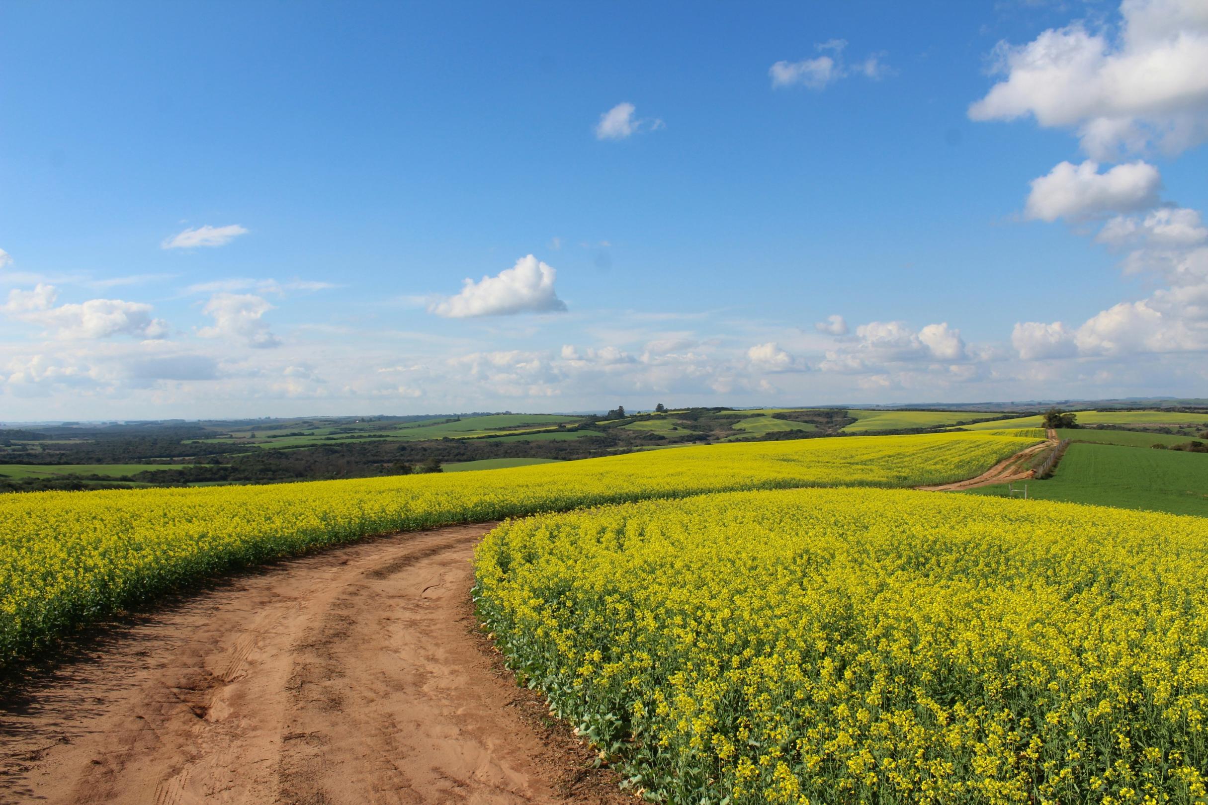 Man sieht ein Feld, in der Mitte ein Weg